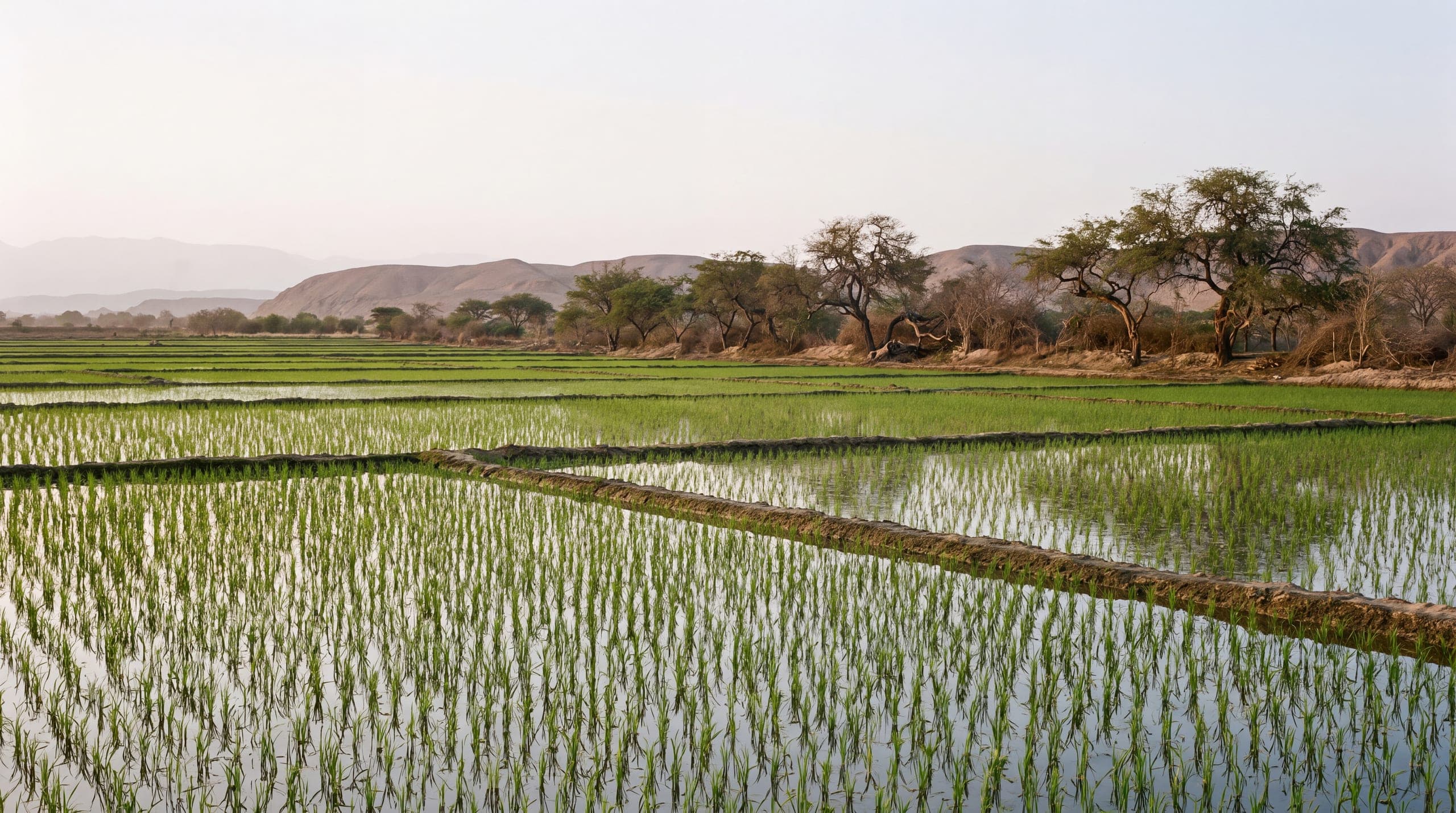 Arrozales inundados en Piura con cerros al fondo
